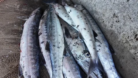 Freshly caught barracuda fish ready for processing in Caribbean Video stock 341995142