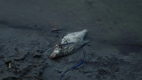 Freshly caught bream fish lying on muddy river bank ground Stock Footage 337753239
