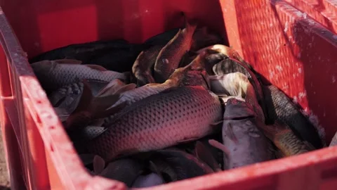 Freshly caught carp piled in a red plastic crate at market. Stock Footage 322121535