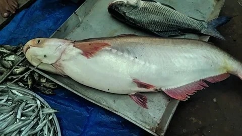 Freshly caught catfish displayed with other fish in a green bowl ready Stock Footage 319329006