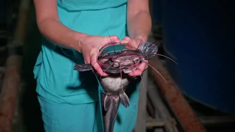 A freshly caught catfish in the hands of a fish farm worker in close-up. Fish Stock Footage 274344737
