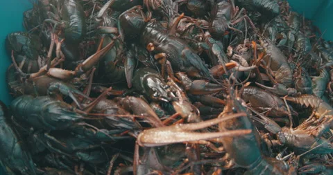 Freshly Caught Crayfish Stock Footage 161906676
