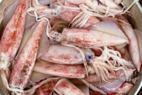 Freshly caught cuttlefish in Saigon, Vietnam Stock Photos