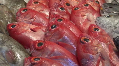 Freshly caught exotic fish on display in fish market Stock Footage 57773174
