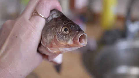Freshly Caught Fish Being Held in the Kitchen for Preparation and Cooking Stock Footage 312014936