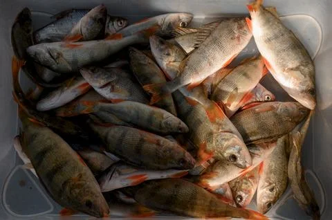 Freshly caught fish in a container, various species visible Stock Photos