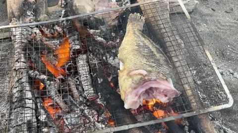 Freshly caught fish cooking on a simple beach barbecue grill Stock Footage 217436734