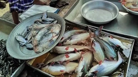 Freshly caught fish displayed at a bustling asian fish market prepared 스톡 동영상 318131152
