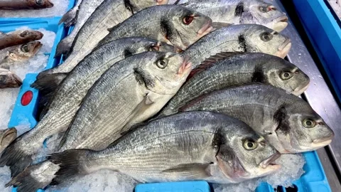 Freshly caught fish displayed on ice at a bustling market stall Video stock 289541591