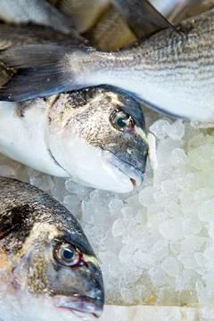 Freshly caught fish at fishmonger on table Stock Photos