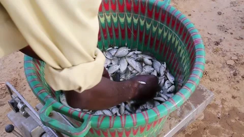 Freshly caught fish Stock Footage 151360978