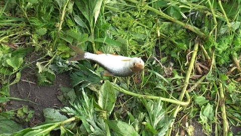 Freshly caught fish hanging on a hook Stock Footage 76126339