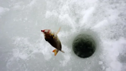 The freshly caught fish hangs on the line. Stock Footage 153312310