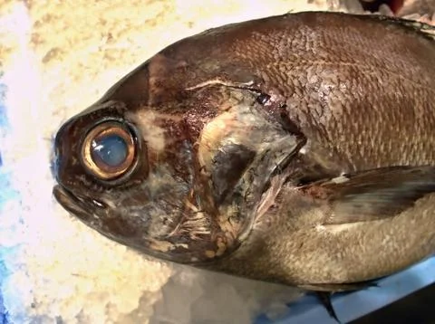 Freshly caught fish on ice draped in closeup Foto stock