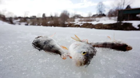 Freshly caught fish on ice. Stock Footage 152313450