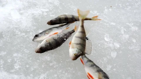Freshly caught fish on ice. Stock Footage 153056236