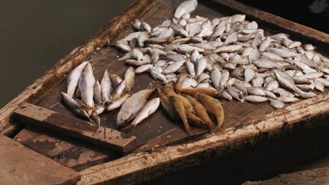 Freshly caught fish kept on one end of a wooden boat floating on the river Stock Footage 280362628