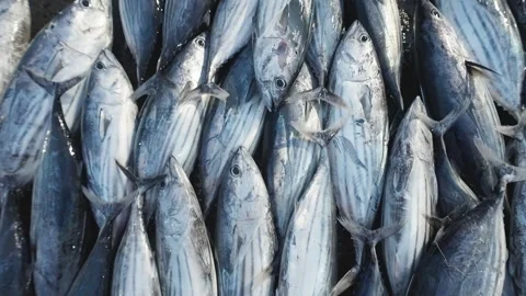 Freshly caught fish lie piled on top of each other at market stall outdoors Video stock 328030651
