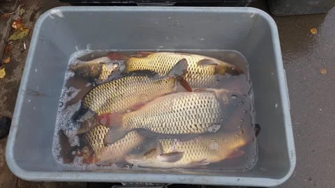 Freshly caught fish moving in a plastic container with water Stockbeeldmateriaal 289786718