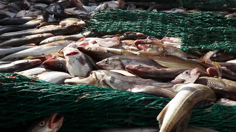 Freshly caught fish on the network Stock-Footage 42902503