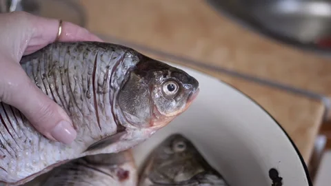 Freshly Caught Fish Perfectly Ready for Preparation and Cooking in Your Kitchen Stock Footage 312014553