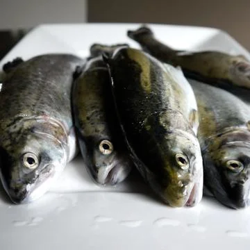 Freshly caught fish Stock Photos