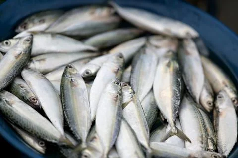Freshly caught fish piled in a blue bowl ready for market Stock Photos