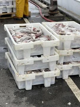 Freshly Caught Fish in Plastic Crates at a Harbor Stock Photos