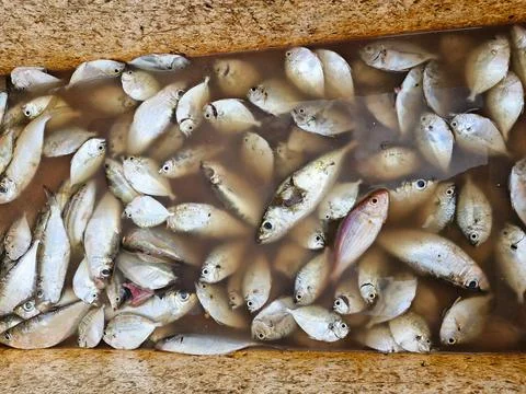 Freshly caught fish ready to be sold at the market Stock Photos