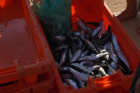 Freshly caught fish in a red container, ready for market. Stock Photos