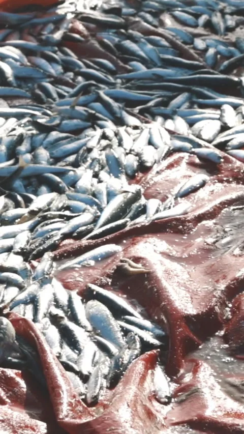 Freshly caught fish twitching on the beach in the net Stock Footage 328362507