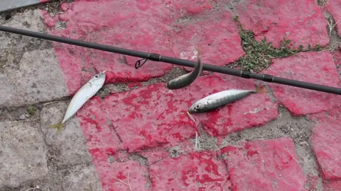 Freshly caught fish twitching on a cobblestone pier Stock Footage 341787498