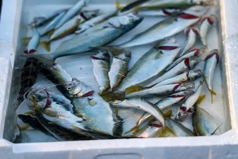 Freshly caught horse mackerel in a bucket of water at the Istanbul market Stock Photos