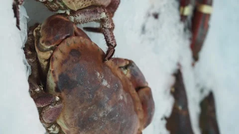 Freshly caught king crabs moving on ice at fish market for sale close up sl.. Stock-Footage 332263456
