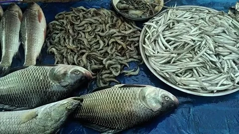 Freshly caught large fish and small fish arranged for sale at a vibrant Video stock 319329091