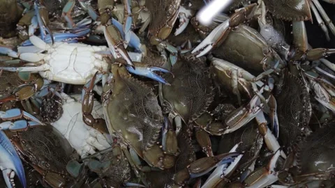 Freshly caught live blue crabs moving in a bucket Video stock 342766340