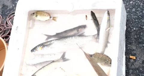 Freshly Caught Live Fish in Container Stock Footage 211326189