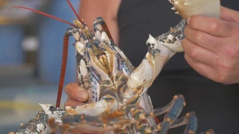 Freshly caught lobster Stock Footage 71505933