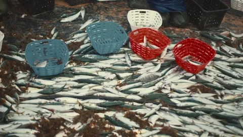 Freshly caught mackerel fish piling up on a trawler deck Stock Footage 336312211