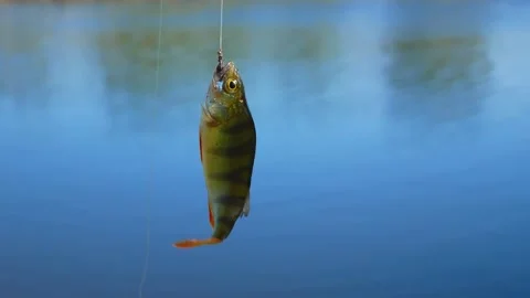 Freshly caught perch fish fluttering on the hook on the line against the Stock Footage 276913389