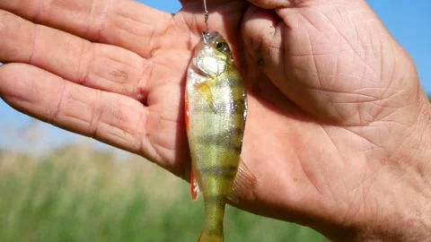 Freshly caught perch fish on a hook on a fisherman's hand. Fisherman with caught Stock Footage 273015454