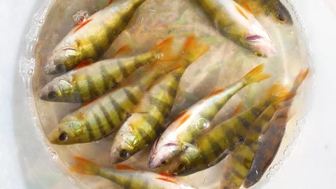 Freshly caught perch fish splashes in a bucket. Fishing as a hobby. Stock Footage 278577751
