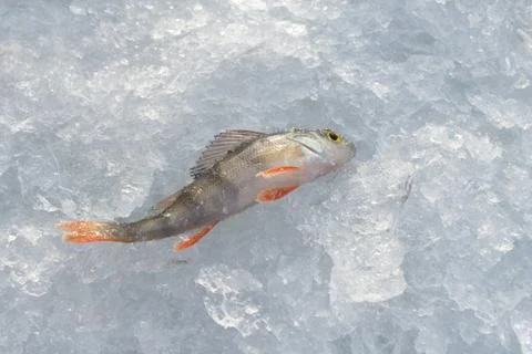 Freshly caught perch lying on ice, closeup. Winter fishing. Stock Photos