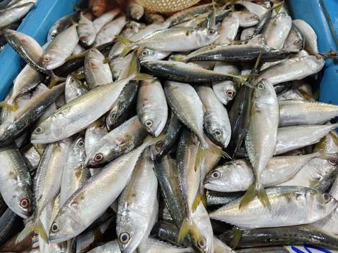 Freshly caught Stock Photos