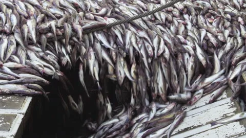 Freshly caught pollock fish is dumped from the deck Stock Footage 161353956