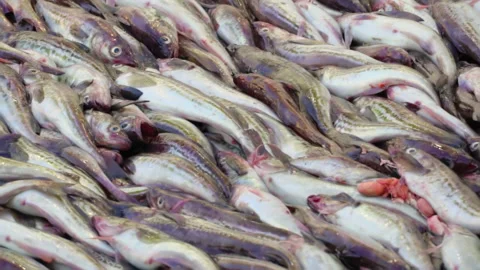 Freshly caught pollock fish rolls down the deck into the hold for processing Stock Footage 161352762