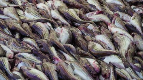 Freshly caught pollock fish rolls down the deck into the hold for processing Stock Footage 161353178