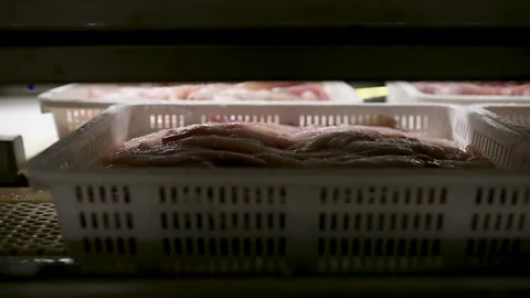 Freshly caught processed pollock lies in the filling trays on the conveyor. Stock Footage 163494010