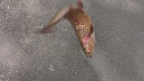 Freshly caught Rainbow Trout flopping on the ice Stock Footage 126364896
