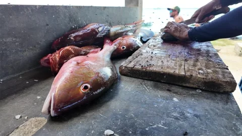 Freshly caught red snapper fish on a concrete table at a coastal seafood market Stock Footage 336121358